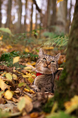cat in autumn forest © diana