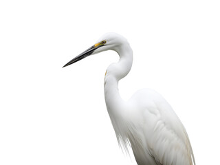 Elegant white egret bird portrait on white background