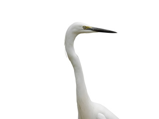 Elegant white egret bird portrait on white background