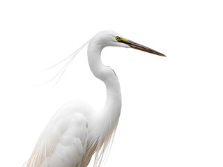 Elegant white egret bird portrait on white background