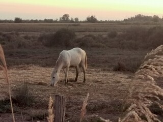 Fototapeta premium weißes Pferd in der Camargue im Abendlicht