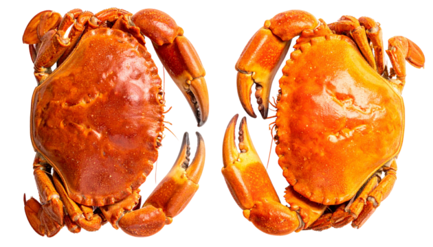 3. Seafood Crab Comparison Set, isolated on transparent background
