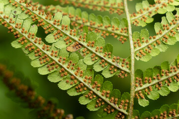 Fern Sori Close-Up, Brown Spore Clusters on Underside of Leaf © Zarina Lukash