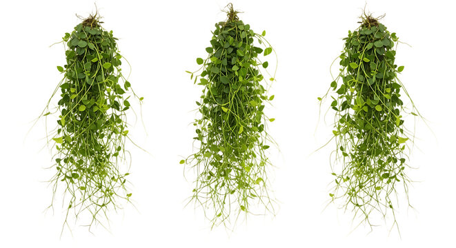Three vibrant green trailing plants with delicate round leaves and extensive root systems, ideal for botanical design & decor.