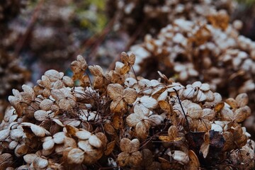 Dried Hydrangea Flowers Macro Close-up in Autumn Sunlight, Natural Earth Tone Background Texture