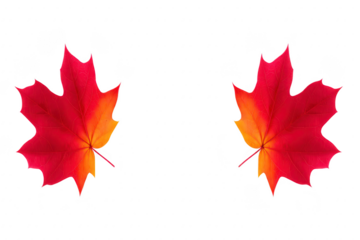 Red and orange maple leaf isolated on transparent background autumn foliage vibrant color seasonal nature detailed texture realistic decorative fall mood