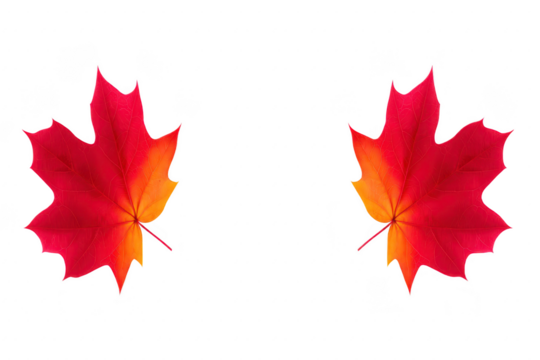 Red and orange maple leaf isolated on transparent background autumn foliage vibrant color seasonal nature detailed texture realistic decorative fall mood