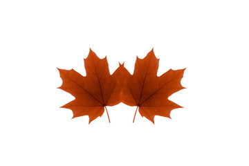Fototapeta premium Two brown maple leaves isolated on transparent background, autumn foliage, natural texture, seasonal decoration, detailed veins, realistic botanical element, calm and serene mood