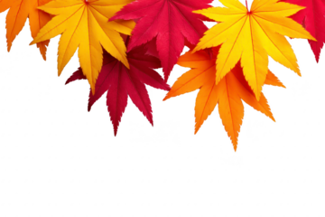 Colorful autumn maple leaves in vibrant red, orange, and yellow shades arranged at top, isolated on transparency background, evoke warm seasonal and festive feeling