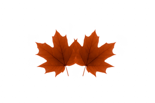 Two brown maple leaves isolated on transparent background, autumn foliage, natural texture, seasonal decoration, detailed veins, realistic botanical element, calm and serene mood