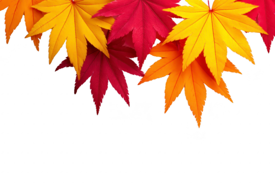 Colorful autumn maple leaves in vibrant red, orange, and yellow shades arranged at top, isolated on transparency background, evoke warm seasonal and festive feeling