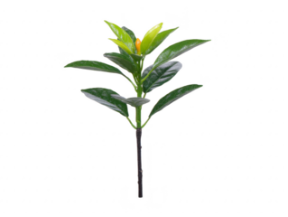 Green leaf stem with glossy foliage, isolated on transparency background, features vibrant fresh leaves and natural texture, perfect for botanical, nature, or eco themed design projects