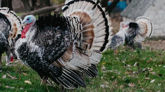 Domestic Turkeys: A Guide to Toms, Hens, and Backyard Life