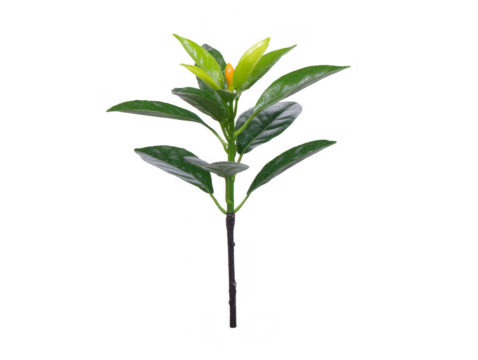 Green leaf stem with glossy foliage, isolated on transparency background, features vibrant fresh leaves and natural texture, perfect for botanical, nature, or eco themed design projects