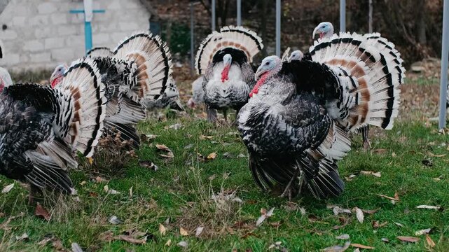 Domestic Turkeys: A Guide to Toms, Hens, and Backyard Life