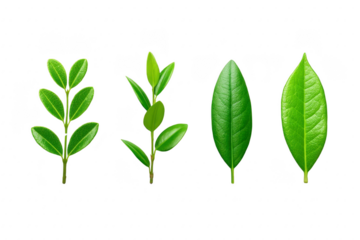 Green leaf branch fresh foliage isolated on transparent background botanical plant element natural texture eco friendly spring realistic vibrant healthy organic