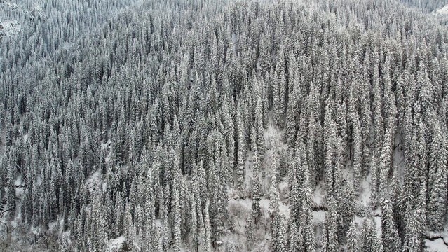 Snow covered conifer forest in winter aerial view