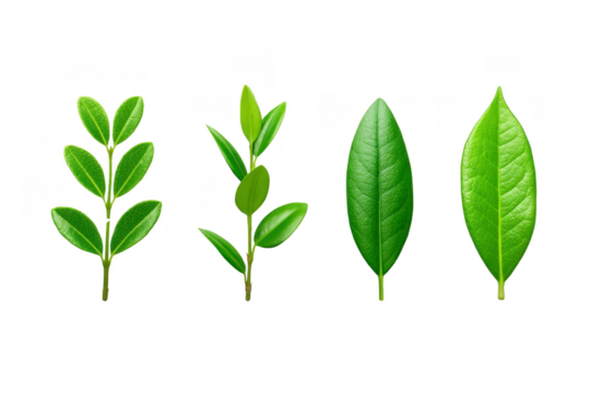 Green leaf branch fresh foliage isolated on transparent background botanical plant element natural texture eco friendly spring realistic vibrant healthy organic - Powered by Adobe
