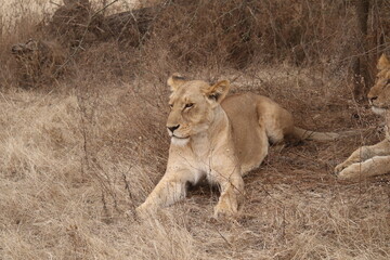 Fototapeta premium 2025-09-06 Tanzania Ngorongoro Conservation Area