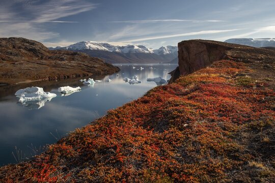Icebergs, snow-covered mountains and autumn-colored alpine bearberry (Arctostaphylos alpinus) and Arctic willow or arctic willow (Salix arctica), Kaiser Franz Joseph Fjord, Northeast Greenland National Park, Greenland