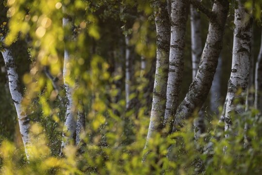Birch stems through yellow leaves, birch (Betula), forest, Sweden