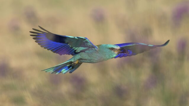 Blue racquet (Coracias garrulus), with beetle in its beak flying through a flower meadow, Kiskuns&aacute;g National Park, Hungary