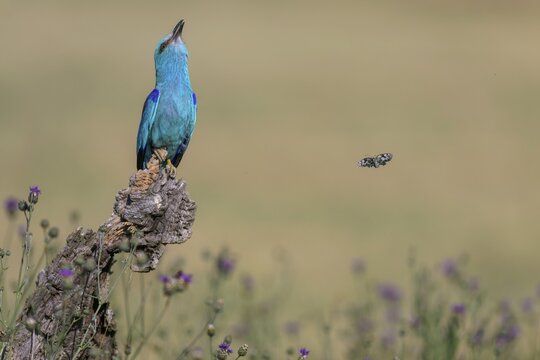 Blue racke (Coracias garrulus) calling to a sitting area in a flower meadow with butterfly, Kiskuns&aacute;g National Park, Hungary