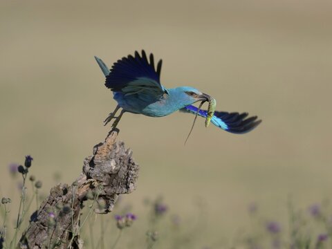 Blue racquet (Coracias garrulus), starting from sitting room in a flower meadow with captured sand lizard (Lacerta agilis), in its beak, Kiskunság National Park, Hungary