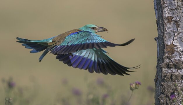 Blue racke (Coracias garrulus), flying in a flower meadow with an insect in its beak to its nesting cave in a silver papel, Kiskuns&aacute;g National Park, Hungary