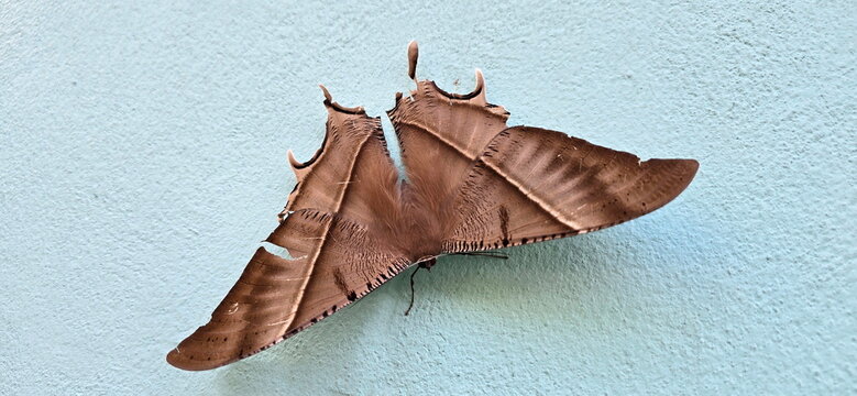 The Urania Moth is large moth with dark brown wings and a long white stripe across the middle of each pair of wings. It is nocturnal. While flying looks like bat. Lyssa zampa perches on a white wall
