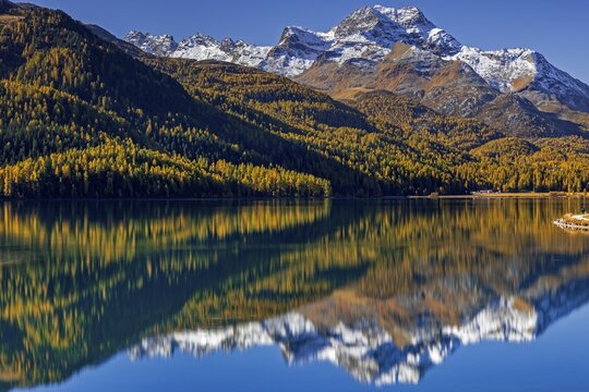 Mountain lake, reflection, mountains, larch forest, autumn discoloration, autumn, sunny, Silvaplana, Engadin, Switzerland