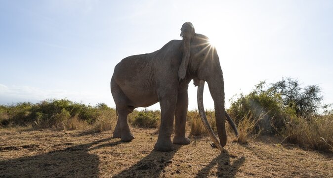 African elephant (Loxodonta africana) the famous Super Tusker elephant Craig, old male with long tusks, with sun star, Kajiado County, Kenya