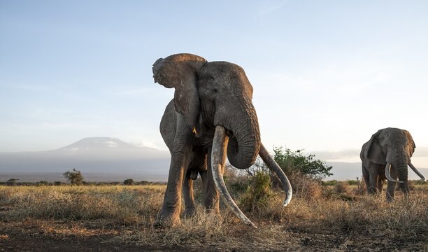 African elephant (Loxodonta africana), the famous Super Tusker elephant Craig with elephant Pascal, old male with long tusks, in a picturesque landscape with the summit of Mount Kilimanjaro, in atmospheric evening light, Kajiado County, Kenya