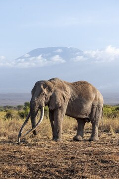 African elephant (Loxodonta africana) in picturesque landscape with the summit of Mount Kilimanjaro, the famous Super Tusker elephant Craig and Pascal, old male with long tusks, in atmospheric evening light, Kajiado County, Kenya