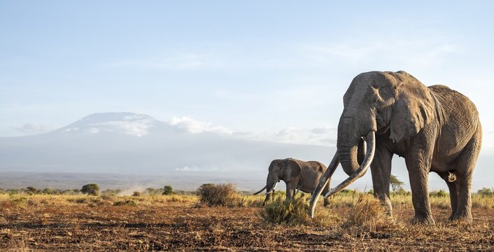Two African elephants (Loxodonta africana) in a picturesque landscape with the summit of Mount Kilimanjaro, the famous Super Tusker elephant Craig with his friend Pascal, old male with long tusks, in the evening light, Kajiado County, Kenya