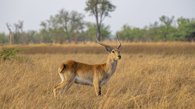 Letschwe or litchi bog antelope (Kobus leche), adult male, in tall dry grass, Okavango Delta, Moremi Game Reserve, Botswana
