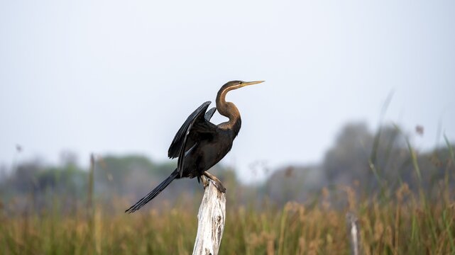African Darter (Anhinga rufa), sitting on a dead tree, spreading wings, Thamalakane River, Okavango Delta, Botswana