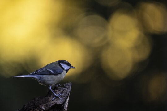 Great tit (Parus major), Emsland, Lower Saxony, Germany