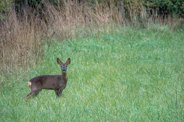 portrait of pretty roe deer  in the countryside