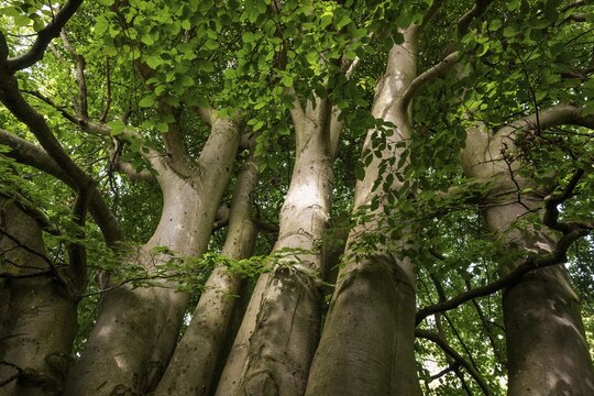 Multi-trunked old beech tree, Humleb&aelig;k, Niv&aring; Bugt, Hovedstaden, &Oslash;resund coast, Denmark