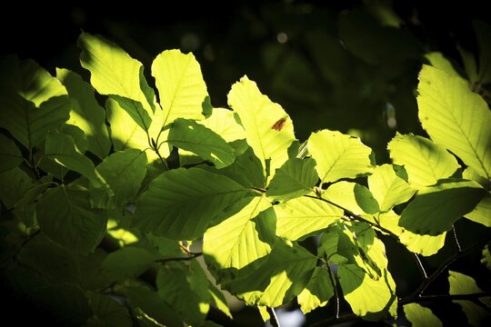 Leaves and branches of a beech tree, sculpture park, Humleb&aelig;k, Niv&aring; Bugt, Hovedstaden, &Oslash;resund coast, Denmark