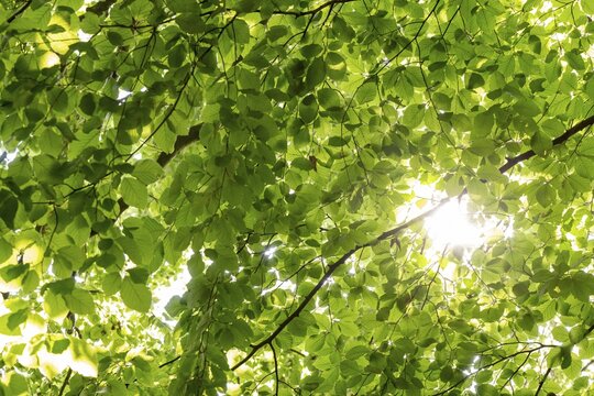 Sunbeams shining through leaves and branches of a beech tree, sculpture park, Humleb&aelig;k, Niv&aring; Bugt, Hovedstaden, &Oslash;resund coast, Denmark