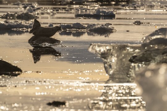 Seal on a rock in the water, ice, Midtholmen Island, near Ny-&Aring;lesund, Kongsfjord, Spitsbergen, Svalbard and Jan Mayen archipelago, Norway