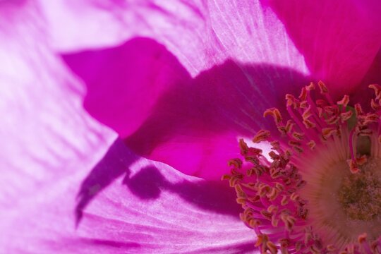 Flower, dog rose (Rosa canina), Ringk&oslash;bing Fjord, Denmark