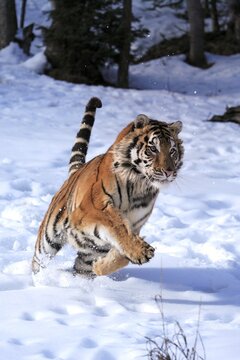 Siberian tiger (Panthera tigris altaica), adult, in the snow, in winter, jumping, captive
