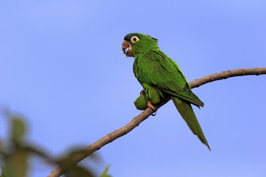 Sharp-tailed Parakeet (Thectocercus acuticaudatus), adult on tree, feeding, with fruit, fig, Pantanal, Mato Grosso, Brazil, South America