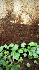 Green pegagan leaves growing on moist brown soil