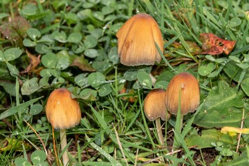 raindrops on mica cap a species of Coprinellus mushroom
