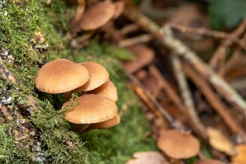 common stump brittlestem growing on an old tree trunk
