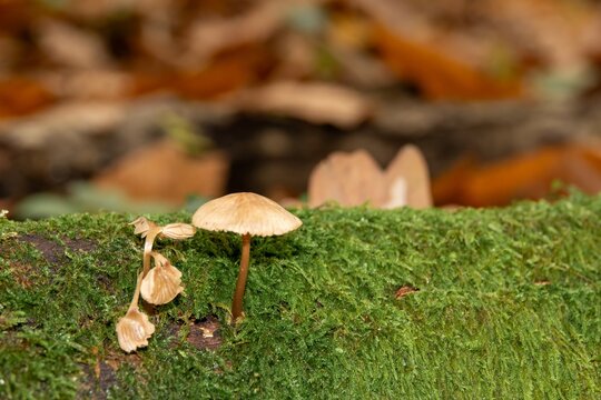 close up of common mycena a species of bonnets mushrooms growing in moss on a tree trunk with blurred autumn leaves in the  background - Powered by Adobe